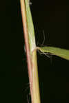 Lindheimer panicgrass